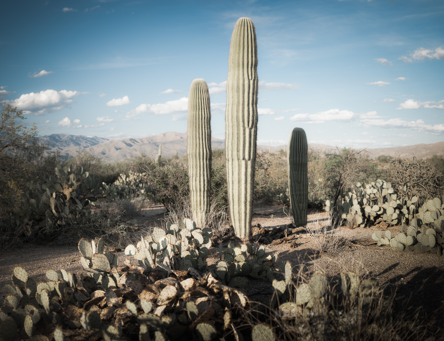 Saguaro National Park, Tucson, Arizona, United States