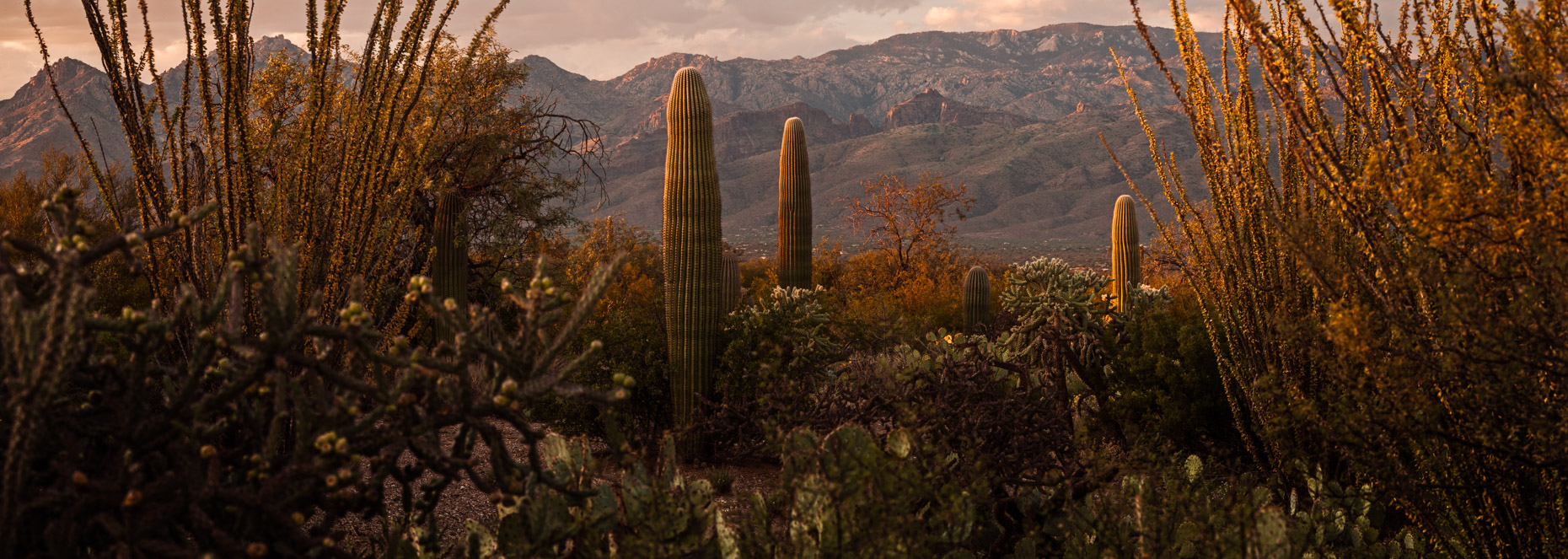 Saguaro National Park, Tucson, Arizona, United States