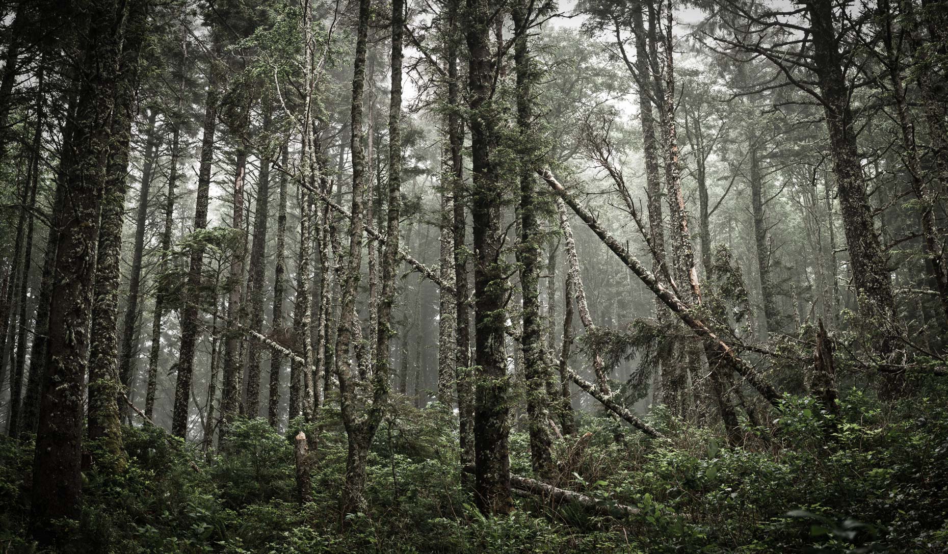 Siuslaw National Forest, Yachats, Oregon, United States