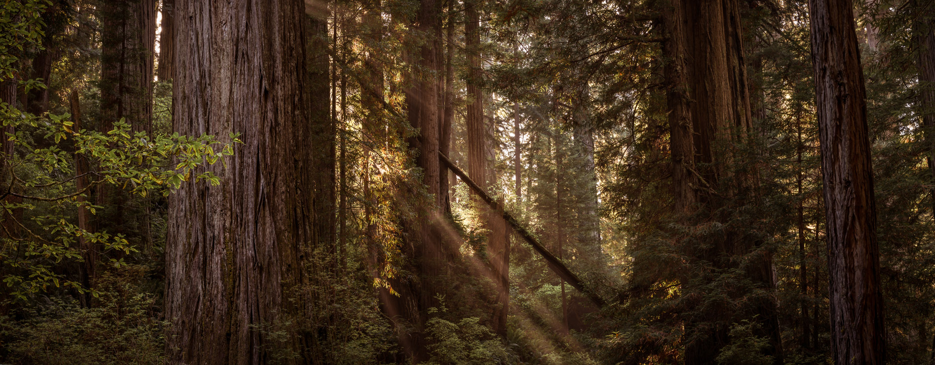 Redwoods National Park, Orick, California, United States