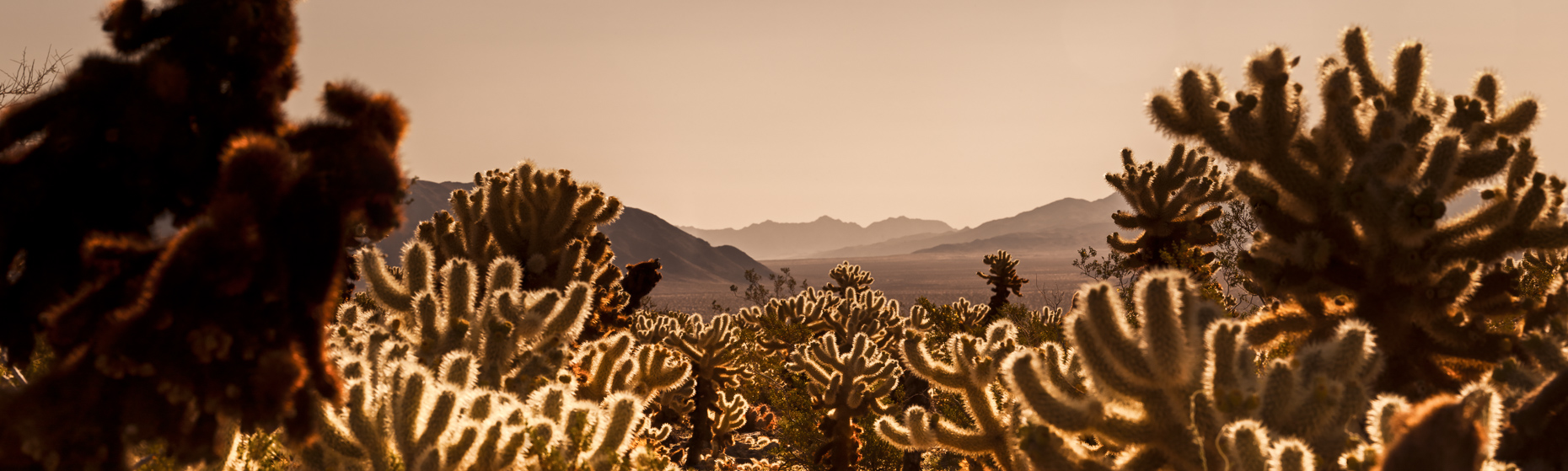 Joshua Tree National Park, Riverside County, California, United States