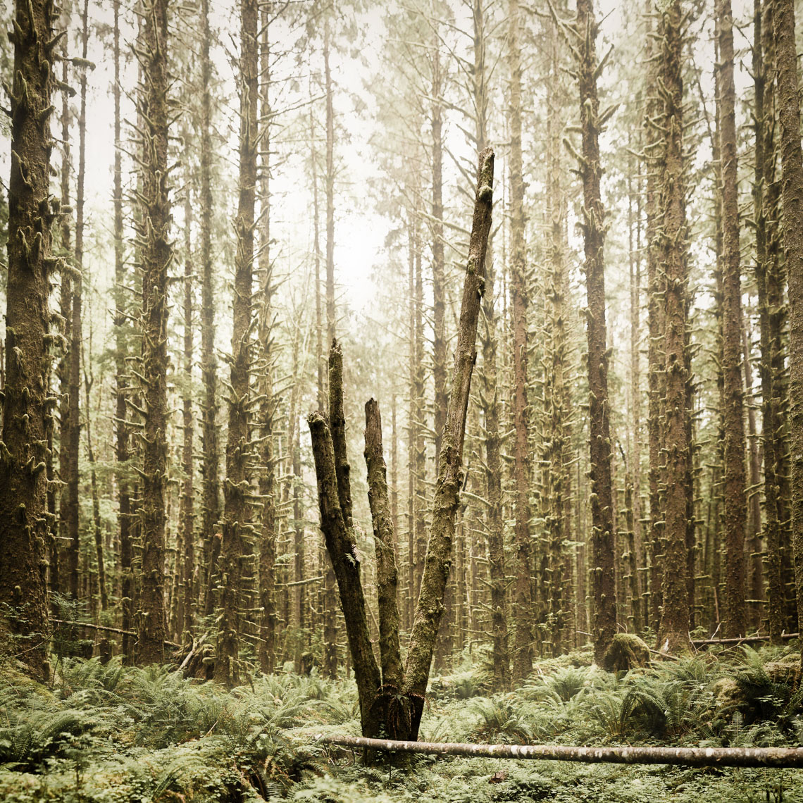 Upper Hoh, Forks, Washington, United States