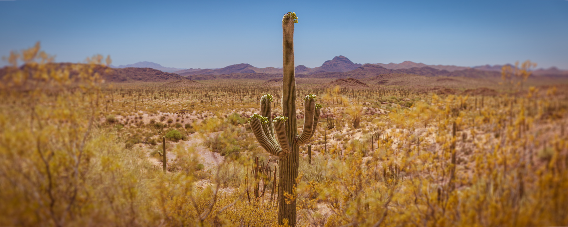 Organ Pipe Cactus National Monument, Ajo, Arizona, United States